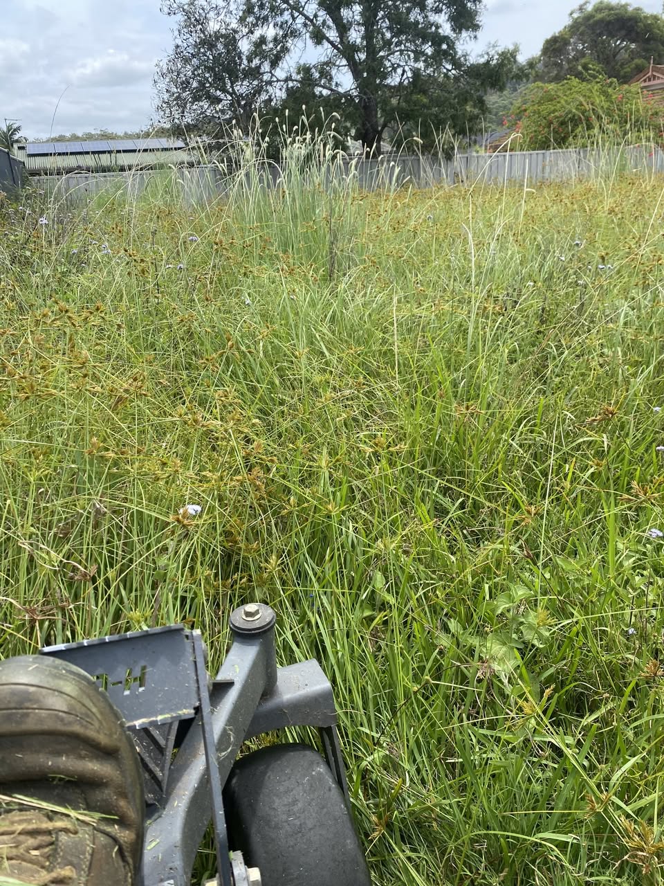 Overgrown backyard grass at boot height before mowing — tall seed heads above the deck of the zero-turn.
